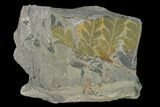 Pennsylvanian Fern (Alethopteris) Plate - Kentucky #142573-1
